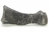 Dinosaur (Camptosaurus?) Metatarsal (Foot Bone) - Wyoming #229115-1